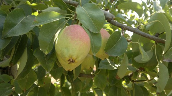 Santa Maria - Görsel 2