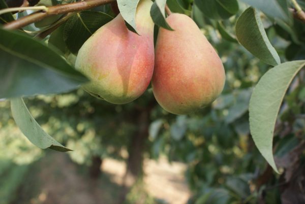 Santa Maria - Görsel 3