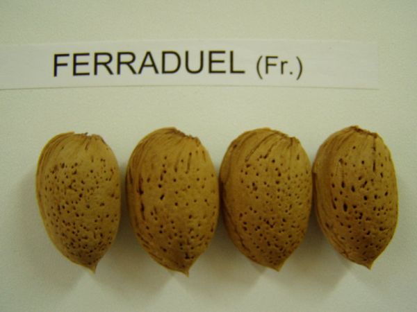 Ferraduel - Görsel 2