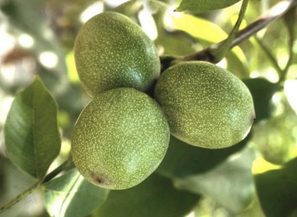 Chandler - Görsel 2