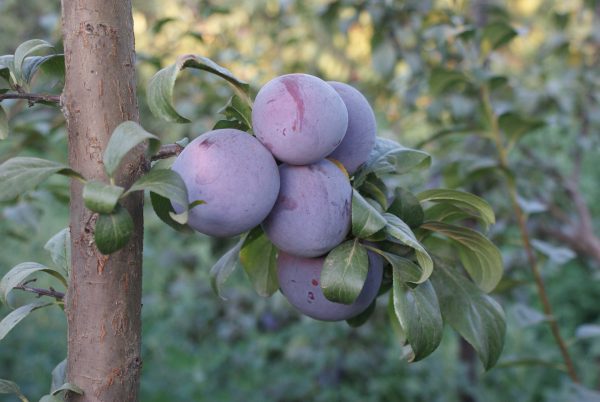 Angeleno - Görsel 2