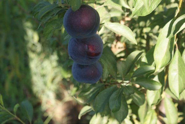 Black Splendor - Görsel 2