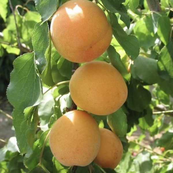 Iğdır Kayısısı (Şalağı)