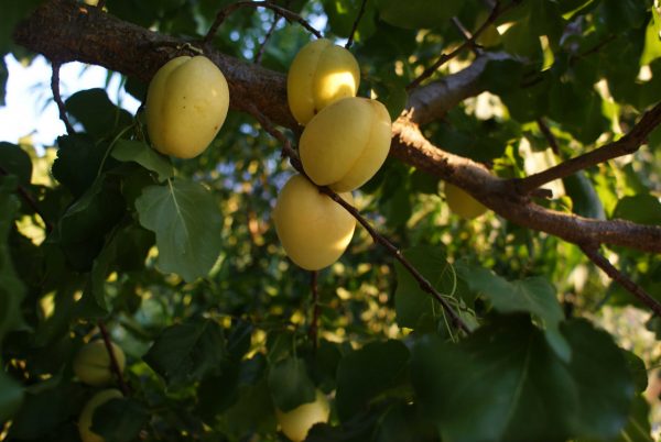 Iğdır Kayısısı (Şalağı) - Görsel 2