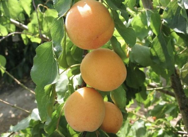 Iğdır Kayısısı (Şalağı) - Görsel 3