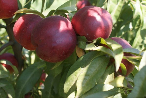 Sweet Lady - Görsel 2