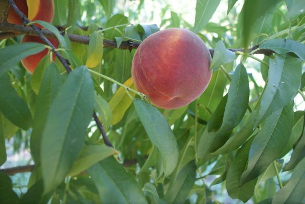 Cresthaven - Görsel 3